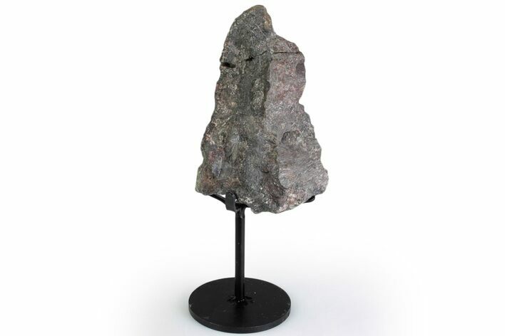 Fossil Sauropod Vert Process Section w/ Metal Stand - Colorado #383250